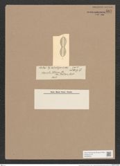 Navicula entomon Ehr. (de-Toni-Nr.: Genus 1, Species 248) Zeichnungen Sammlung Grunow Nr. 587 (NHMW-BOT-W0366945)
